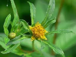 Image result for foto Dvouzubec