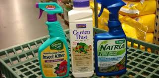 It is important to understand the importance of healthy soil and plants as it relates to common pests in the healthy plants and soil are the best defense against pests. Is Pyrethrum A Safe Organic Pesticide Today S Homeowner