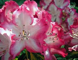 Variegated Rhododendron President Roosevelt Rhododendron Azaleas Variegated