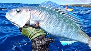 Follow us for kona fishing reports, photos & video of marlin & other sport fishing on hawaii's kona coast. Spearfishing Uku With Ryan Myers On Kona The Big Island Youtube