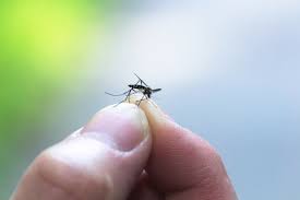 We did not find results for: How To Get Rid Of Mosquitoes In Your Yard