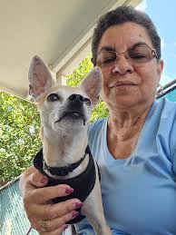 My Peanut at 9.5 weeks old, the day I got her. Her ears were bigger than  her body. Thankfully she grew into her ears eventually 😍😂 Happy Puppy Day  🥳