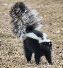 Skunk Operation Wildlife