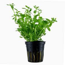 Image result for Bacopa monnieri