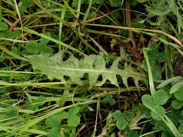 Image result for Crepis