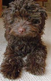 Brown Portuguese Water Dog News All Dog Breeds Portugese Water Dogs Portuguese Water Dog Water Dog