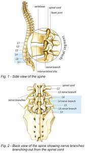 This framework consists of many individual bones and cartilages. About Your Lumbar Spine