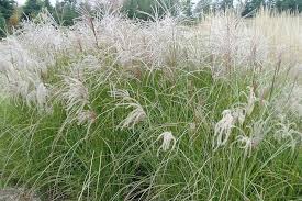 We did not find results for: Miscanthus Sinensis Sarabande Ballyrobert Gardens