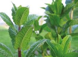 Check spelling or type a new query. Huile Essentielle De Menthe Poivree Sciencedirect