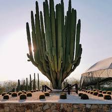 Video i 4k og hd klar til næsten enhver nle nu. Succulent City On Instagram Over 250 Years Old Look How Beautiful Rockinsky Link In Bio To Learn About All Thi Cactus Plants Alien Plants Cactus
