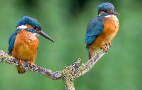 Bird Sitting On Branch Kingfisher Birds Sitting Tree Branch Wallpaper Kingfisher Bird Kingfisher Tree Branch Wallpaper