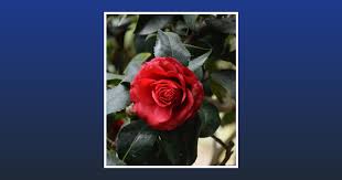 Constance Lynette Zimmerman Obituary September 5, 2024