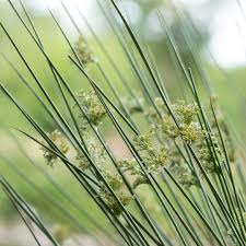 Image result for Crassocephalum effusum
