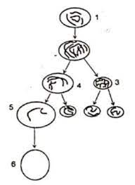 20210221 contoh soal utbk biologi dan pembahasannya setelah kamu mempelajari konsep materi utbk biologi yang dibahas sebelumnya kamu bisa menggunakan contoh soal tka saintek biologi berikut ini sebagai simulasi sbmptn 2021. Contoh Soal Reproduksi Sel Sma 2 Idschool