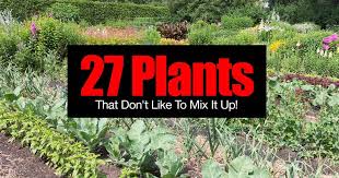 27 Plants That Dont Like To Mix It Up Incompatible Plants