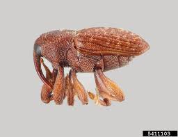 Image result for Dewevrella cochliostema