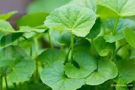 Upload, livestream, and create your own videos, all in hd. Air Rebusan Pegagan Bermanfaat Sebagai Obat Herbal Tekanan Darah Tinggi