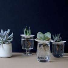 Image result for cactus cuttings