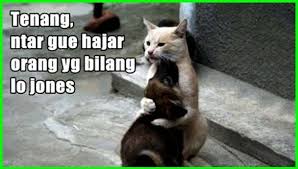 Gambar tersebut bisa anda download langsung, caranya silahkan klik pada. Gambar Kucing Lucu Imut Dan Paling Menggemaskan Sedunia Gambar Kucing Lucu Humor Hewan Lucu Kucing Lucu