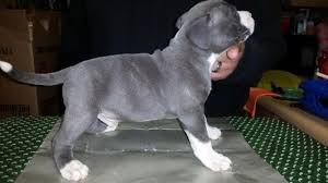 Favorite this post may 23 cane corso Pitbull Ukc Blue Nose Bully Puppies For Sale 8 Weeks Old For Sale In Portland Oregon Classified Americanlisted Com