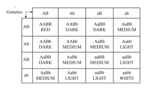 The offspring will show the what is the size of a punnett square used in a dihybrid cross? Answered Draw A Dihybrid Punnett Square Between Bartleby