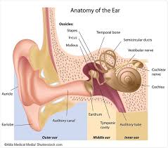 It is divided into three main parts: How Does The Ear Work