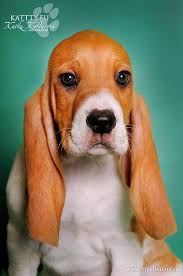 Image result for švycký honič