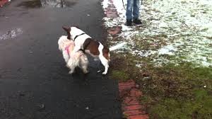 Все годы 2020 2019 2018 2017 2016 периоды 2015 — 2010 2010 — 2000 2000 — 1990 1990 — 1974. Imperechere De Caini Youtube