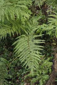 Image result for Pteris dentata