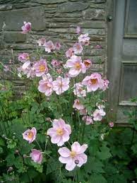 10 Plants That Grow Well In The Shade Shade Garden Plants Pink Garden Shade Garden