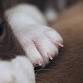 Happy Pet, Happy Home: Nail Clipping