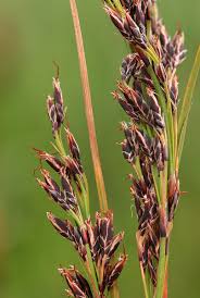 Image result for Costularia natalensis