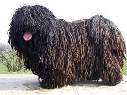 can you name all the dog breeds puli dog puli dog breed dog breeds
