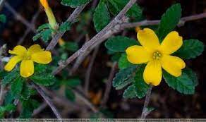 Damiana Benefits Natural Health Guide