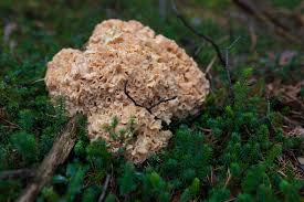 Krause Glucke Oder Fette Henne Eine Delikatesse Des Herbstwalds Rezept Krause Glucke Essbare Pilze Krause Glucke Rezept
