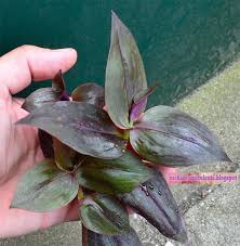 Tradescantia zebrina red hill plant. Commelinaceae Family Of Plants Tradescantia Zebrina Varieties Cultivars Hybrids