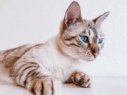 Bengal cat price and costs involved. How Much Do Bengal Kittens Cost