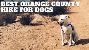 Best Orange County Hikes With Dogs Hikingguy Com