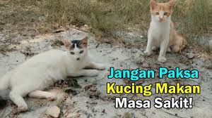 Ubat selsema kucing di farmasi. Buat Ubat Batuk Dan Selsema Kucing Sendiri Cara Lebih Mudah Youtube