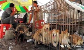 Cin Deki Yulin Festivali Nde Kopek Eti Satisi Yasaklandi Haberler