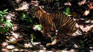 Hal ini tentu membuat masyarakat resah. Berita Harimau Sumatera Hari Ini Kabar Terbaru Terkini Liputan6 Com