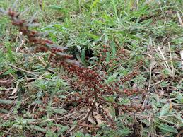 Image result for Ammannia baccifera