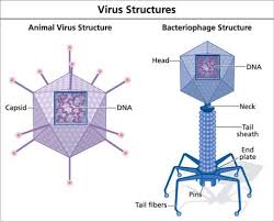 Pin On Viruses