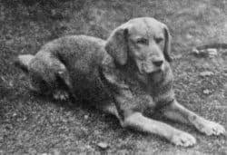 Kudo is a male and is chocolate/brown. Red Lab Facts 101 Surprising Truths About The Fox Red Labrador Retriever