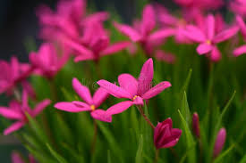 Image result for Hypoxidaceae