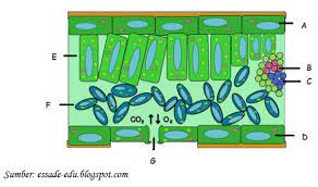 Daun tersusun atas beberapa lapis sel atau jaringan (gambar 3), meliputi Kejarcita 1 Bank Soal Sekolah