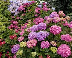 1280x1024 Wallpaper Hydrangea Garden Greens Many Different Beautiful Flowers Garden Flower Garden Blue Hydrangea Flowers