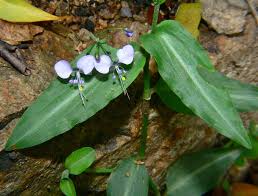 Image result for Aneilema