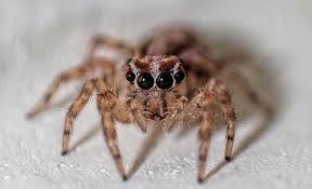 Once you notice that there is a problem with any one particular type of spider, give our ny exterminators a call at rest easy pest control. 17 New York Spiders That Will Make Your Skin Crawl Newyorkupstate Com