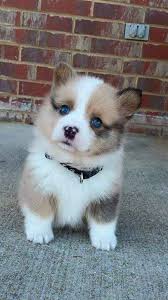Giyimx 27 Puppies Who Are Too Cute To Be Real Cute Husky Puppies Cute Animals Animals Beautiful